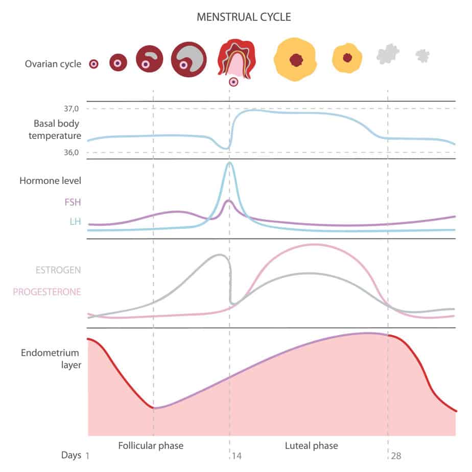 chart of phases of the menstrual cycle