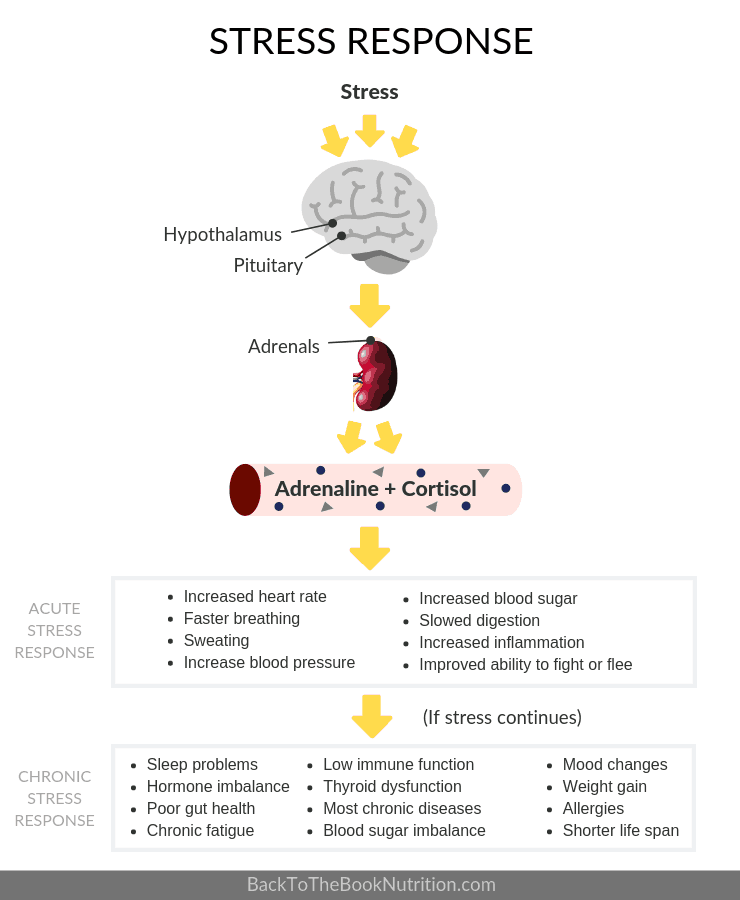 Infographic showing acute and chronic stress response