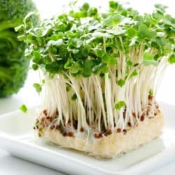 Close up image of block of broccoli sprouts on white background