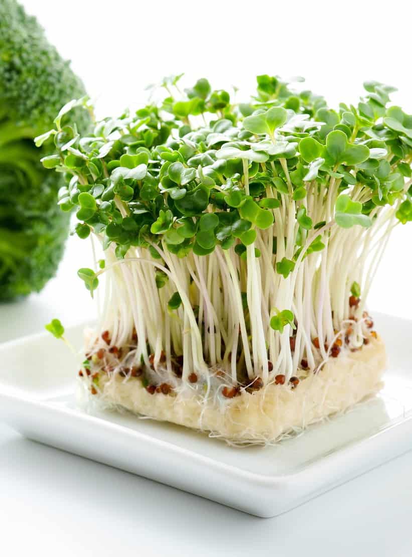 Close up image of block of broccoli sprouts on white background