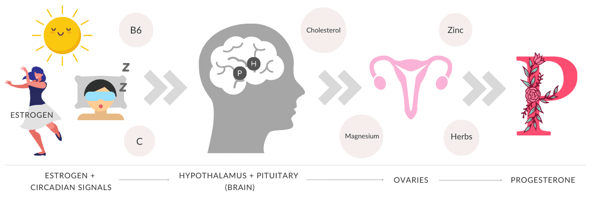 Graphic showing how progesterone is made from estrogen, circadian signals and hormones in the brain, and nutrients